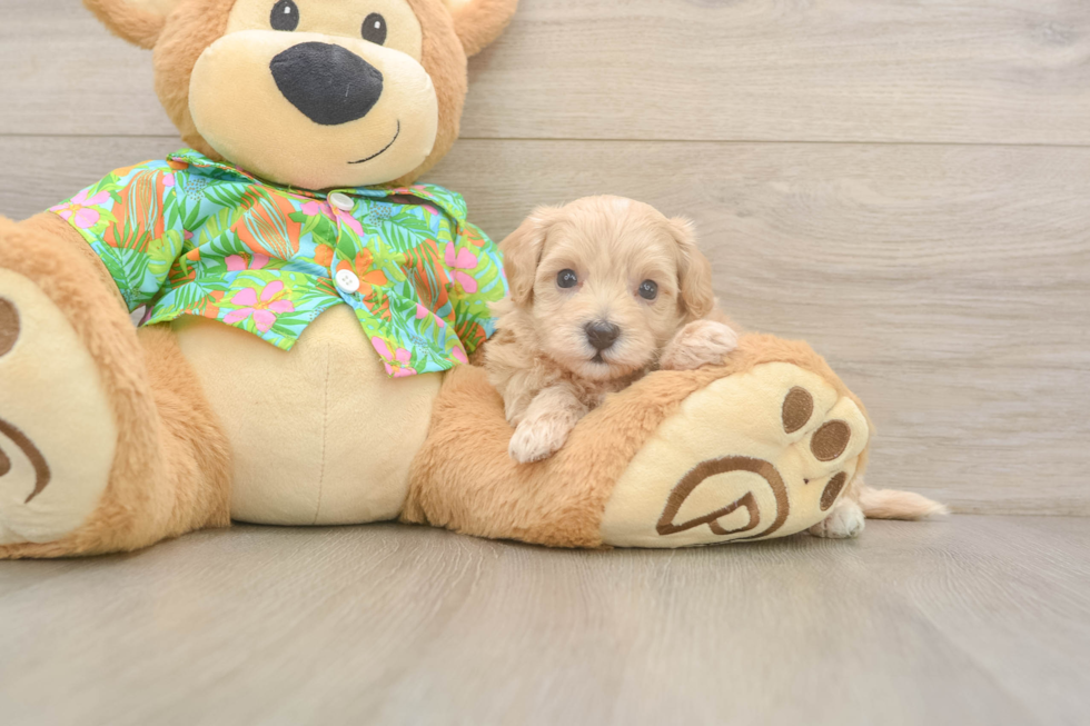 Small Maltipoo Baby