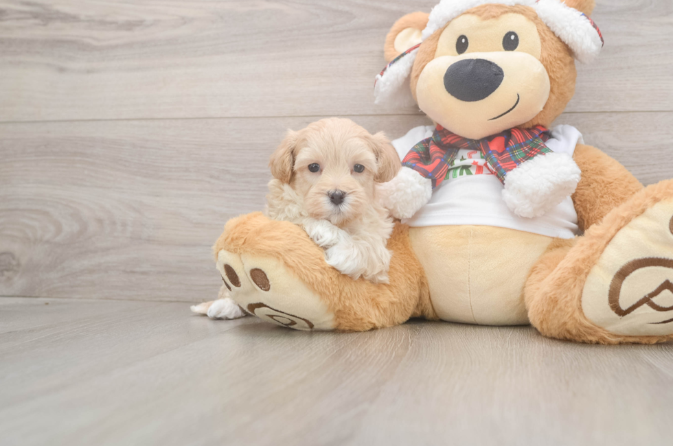 5 week old Maltipoo Puppy For Sale - Lone Star Pups