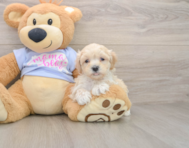 9 week old Maltipoo Puppy For Sale - Lone Star Pups