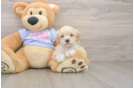 Maltipoo Puppy for Adoption