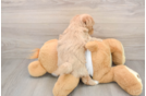 Maltipoo Pup Being Cute