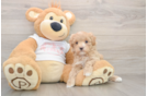 Maltipoo Puppy for Adoption