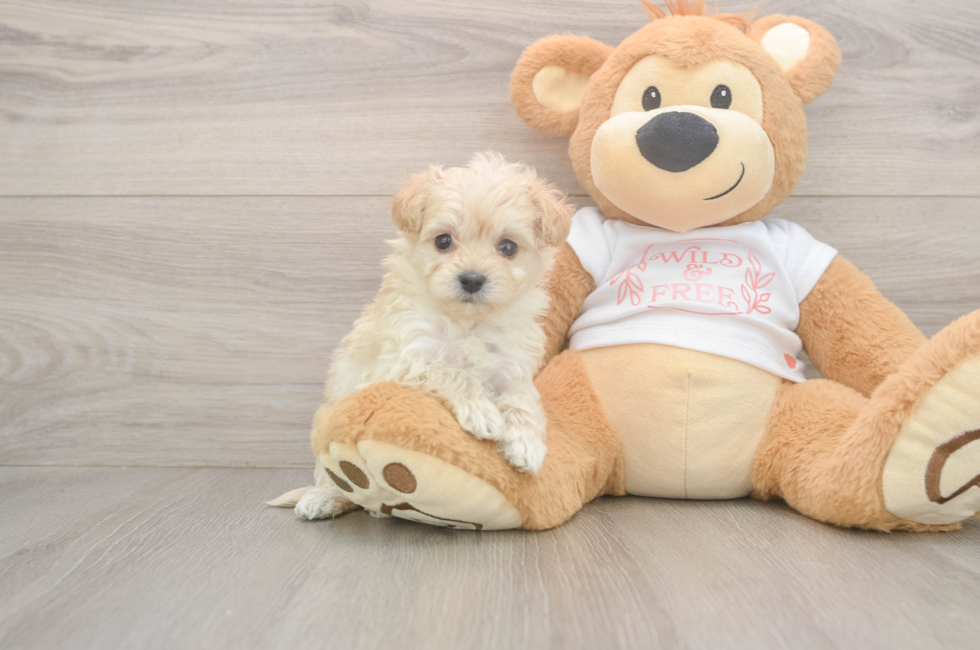 5 week old Maltipoo Puppy For Sale - Lone Star Pups