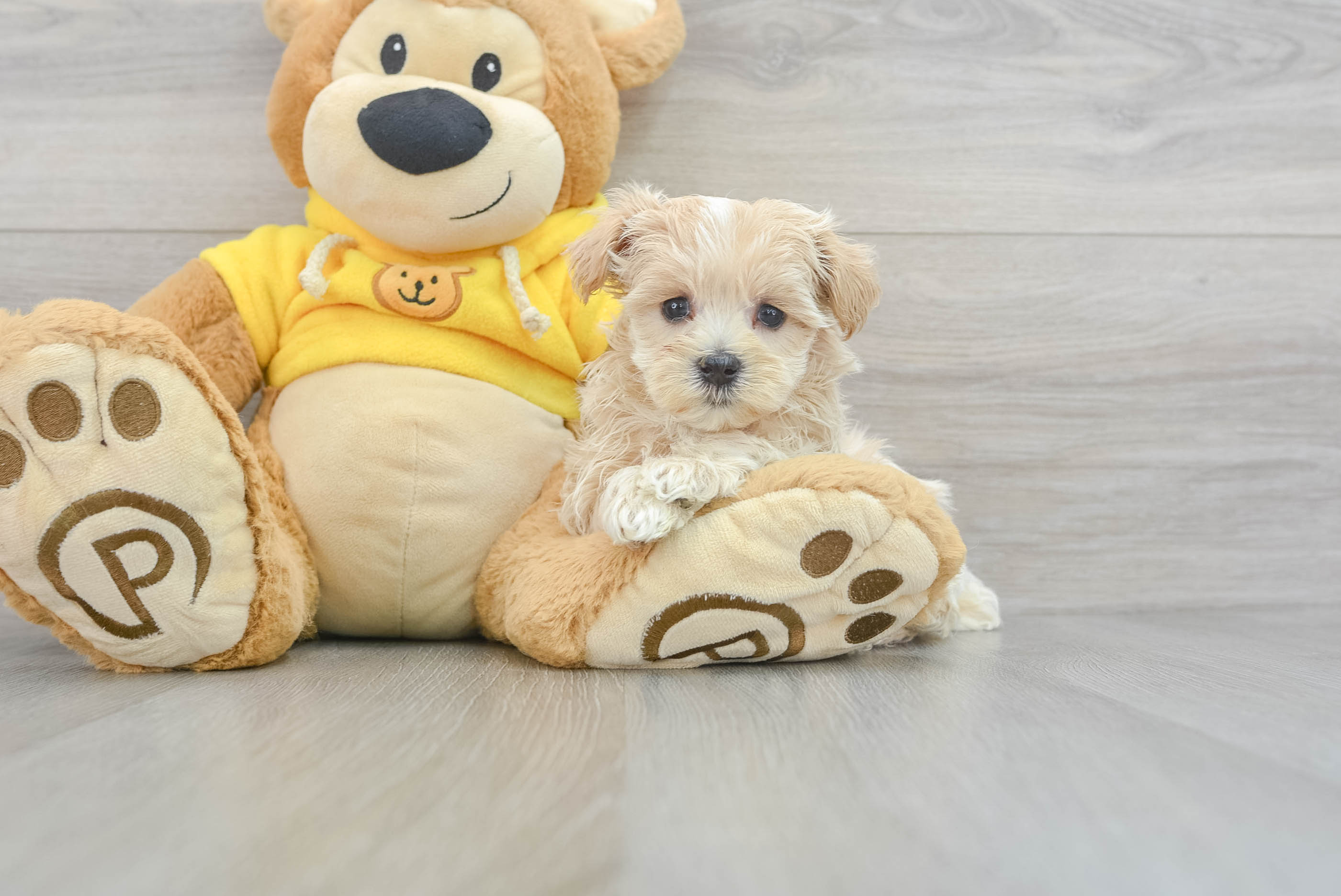 Best Maltipoo Baby