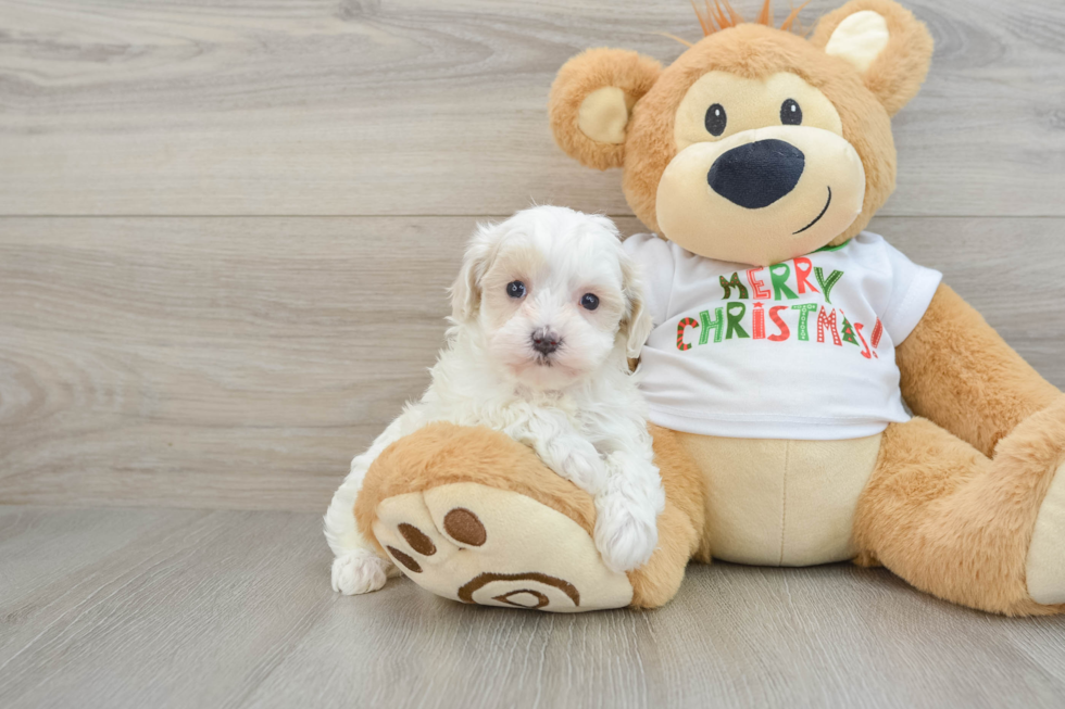 Little Multipoo Poodle Mix Puppy