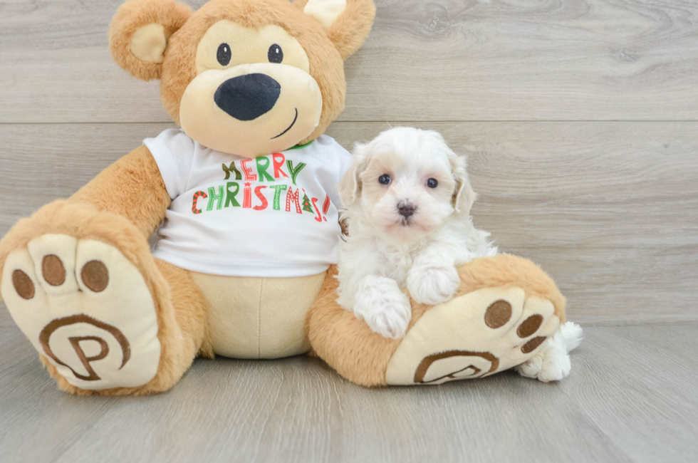 6 week old Maltipoo Puppy For Sale - Lone Star Pups