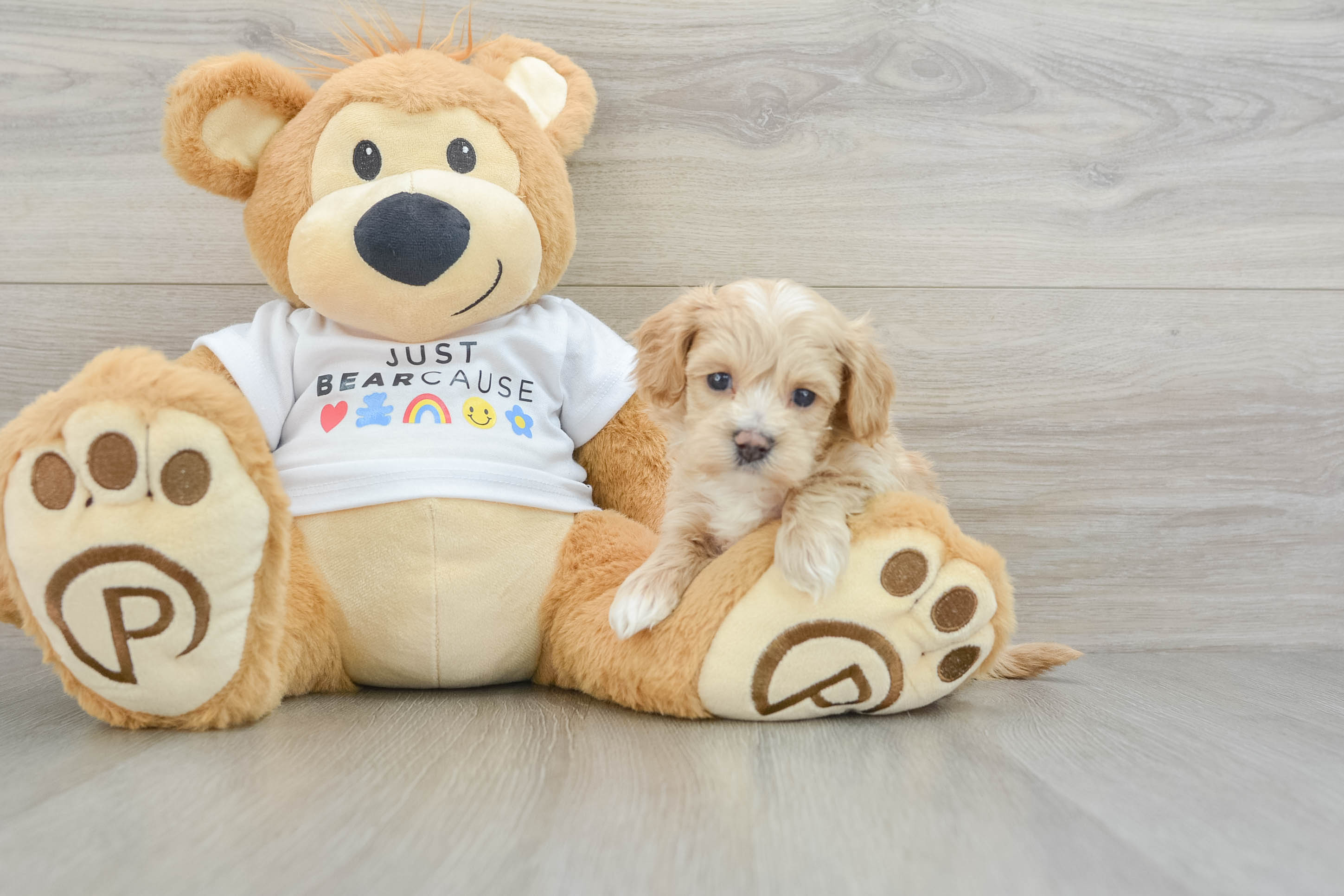 Hypoallergenic Malt Oodle Poodle Mix Puppy