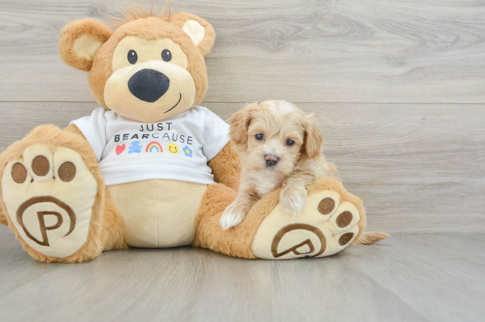 5 week old Maltipoo Puppy For Sale - Lone Star Pups