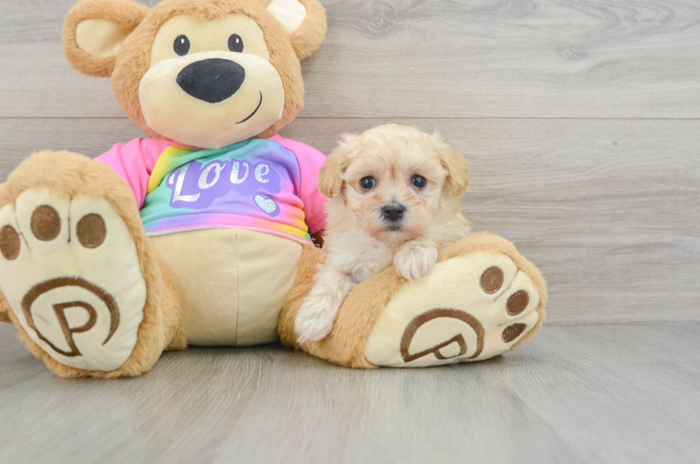 6 week old Maltipoo Puppy For Sale - Lone Star Pups