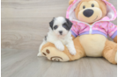 Best Maltipoo Baby