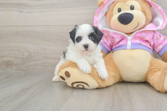 Best Maltipoo Baby