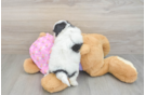 Best Maltipoo Baby
