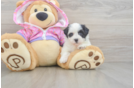 Friendly Maltipoo Baby