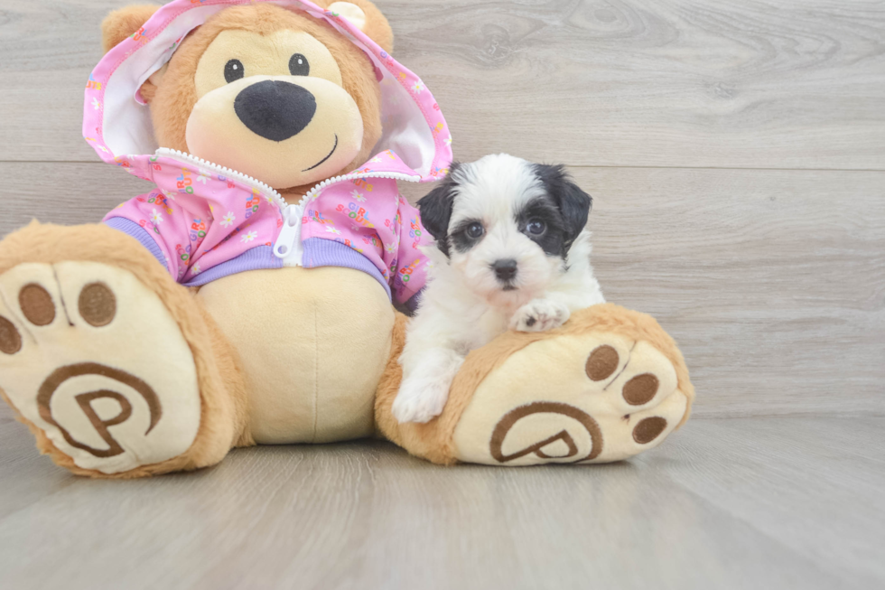 Friendly Maltipoo Baby