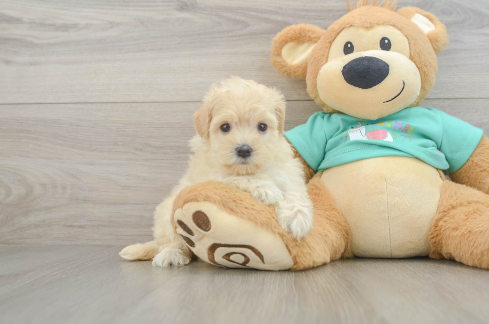 6 week old Maltipoo Puppy For Sale - Lone Star Pups