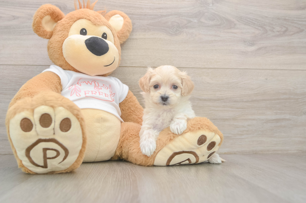 5 week old Maltipoo Puppy For Sale - Lone Star Pups