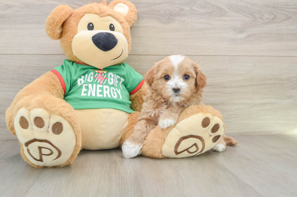 5 week old Maltipoo Puppy For Sale - Lone Star Pups