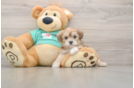 Smart Maltipoo Poodle Mix Pup