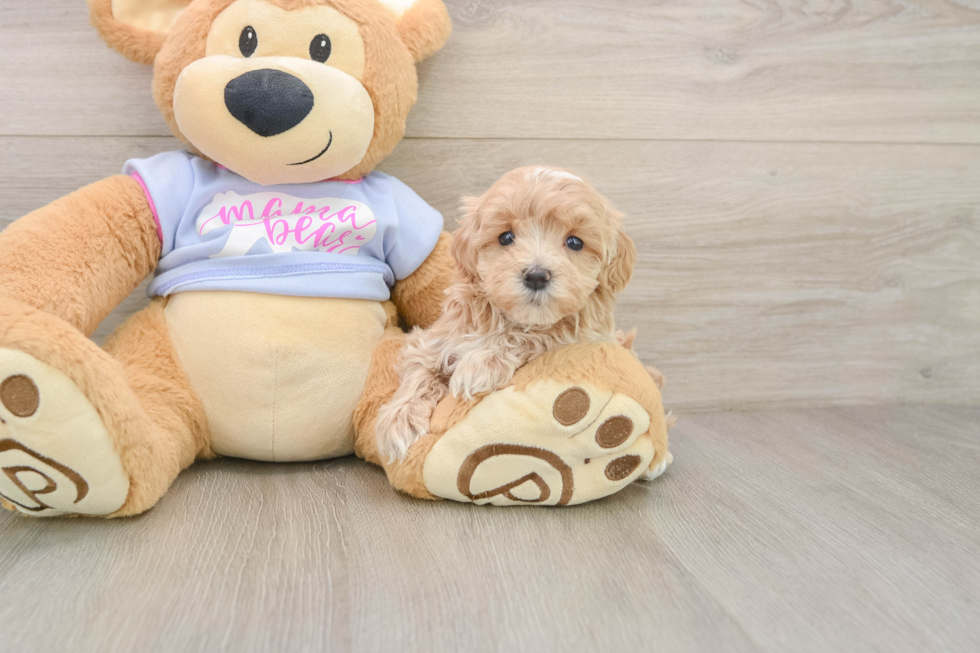 Fluffy Maltipoo Poodle Mix Pup