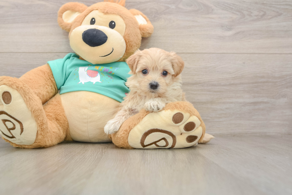 Adorable Maltepoo Poodle Mix Puppy