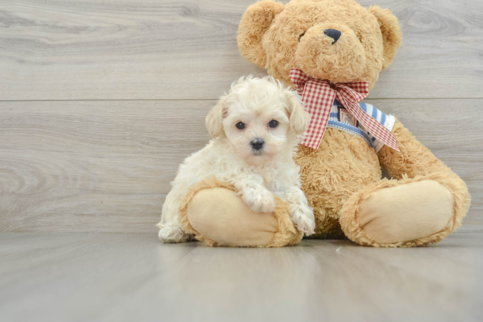 Smart Maltipoo Poodle Mix Pup