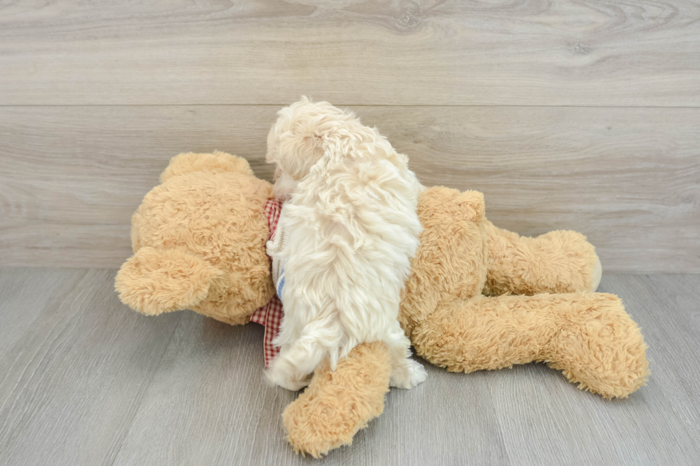 Funny Maltipoo Poodle Mix Pup