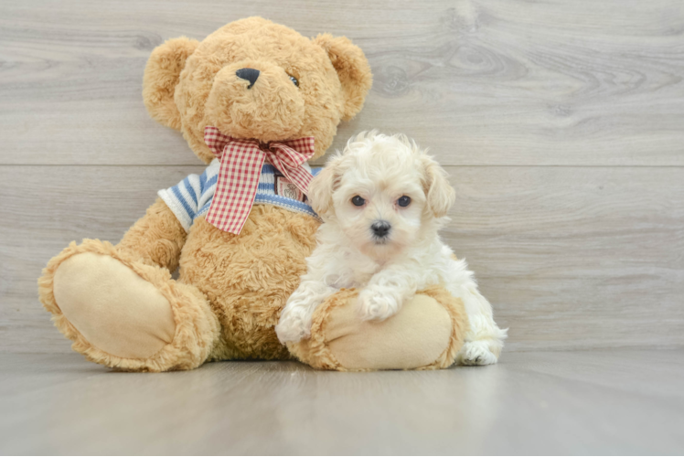 Maltipoo Puppy for Adoption