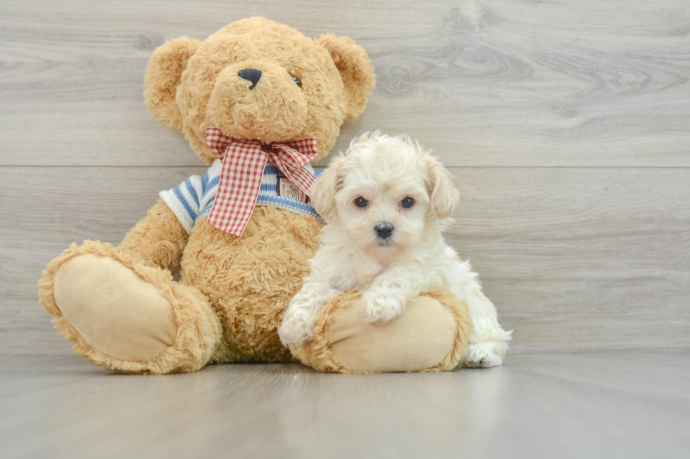 Maltipoo Puppy for Adoption