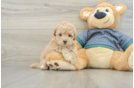 Maltipoo Pup Being Cute
