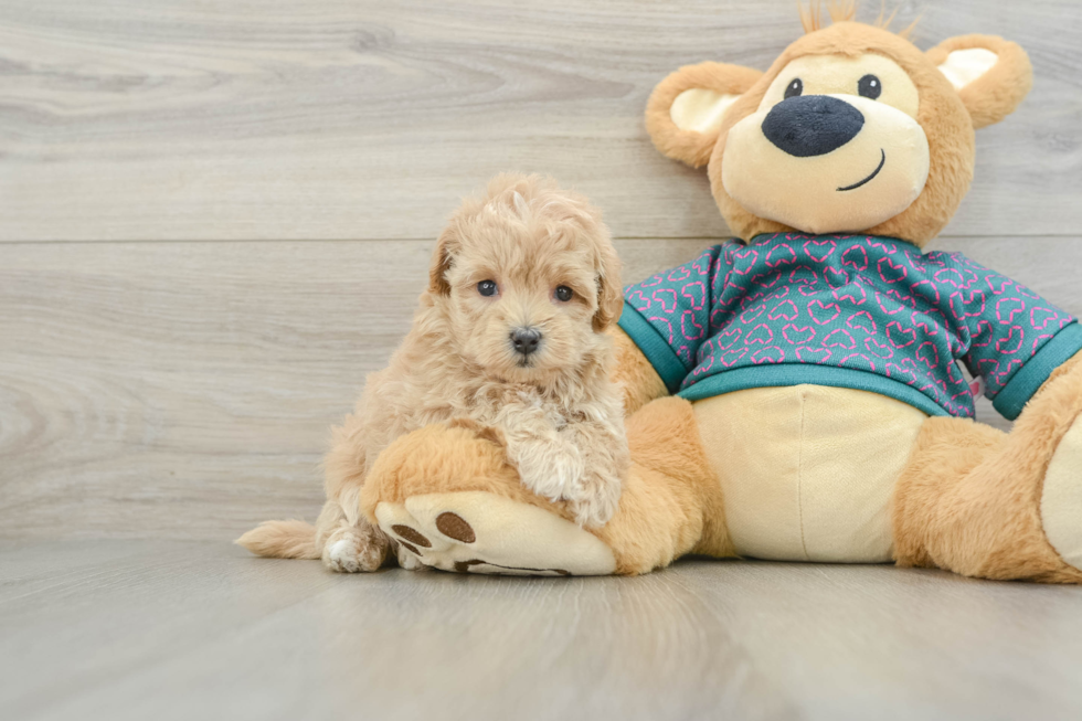 Maltipoo Pup Being Cute