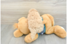 Cute Maltipoo Baby