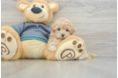 Cute Maltipoo Baby