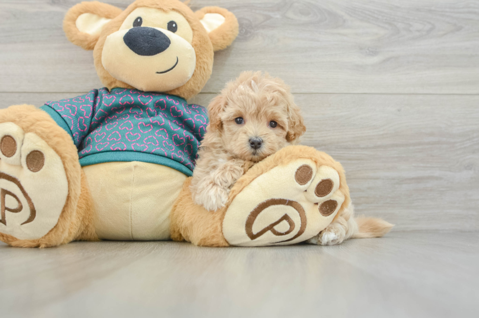 5 week old Maltipoo Puppy For Sale - Lone Star Pups
