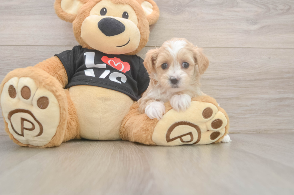 5 week old Maltipoo Puppy For Sale - Lone Star Pups