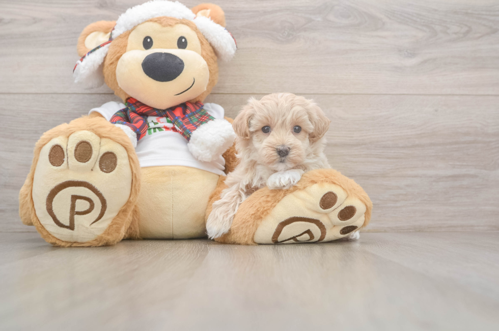 5 week old Maltipoo Puppy For Sale - Lone Star Pups