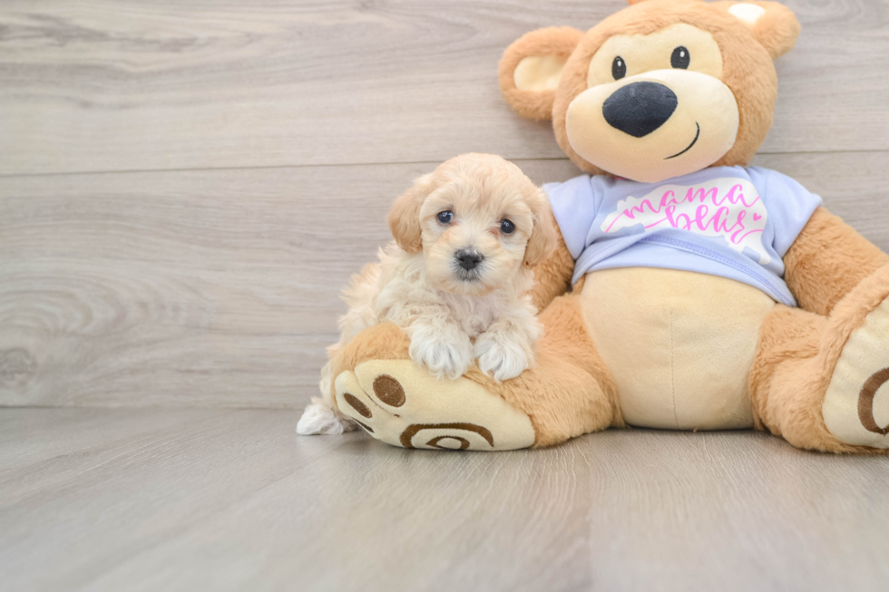 Little Multipoo Poodle Mix Puppy