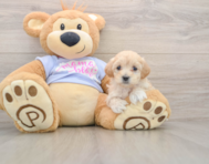 8 week old Maltipoo Puppy For Sale - Lone Star Pups