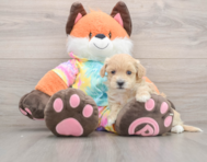 9 week old Maltipoo Puppy For Sale - Lone Star Pups