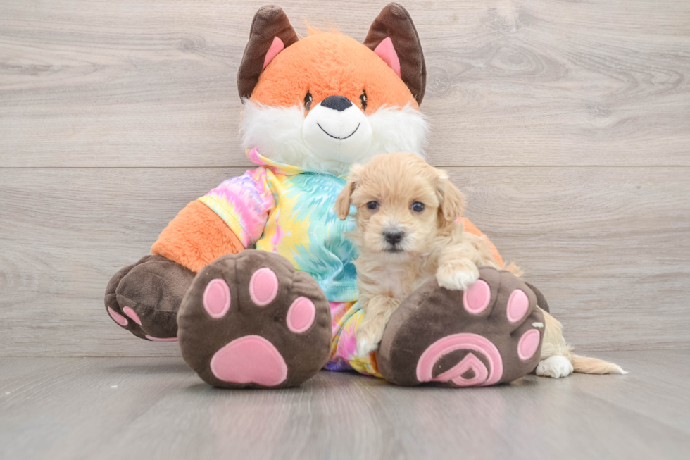 Happy Maltipoo Baby