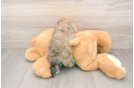 Playful Maltidoodle Poodle Mix Puppy