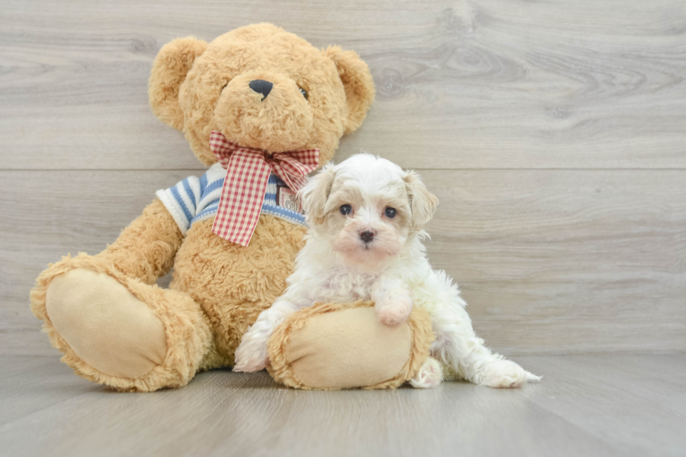 Best Maltipoo Baby