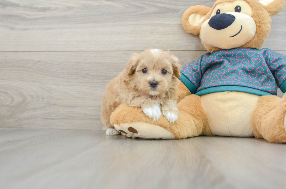 6 week old Maltipoo Puppy For Sale - Lone Star Pups