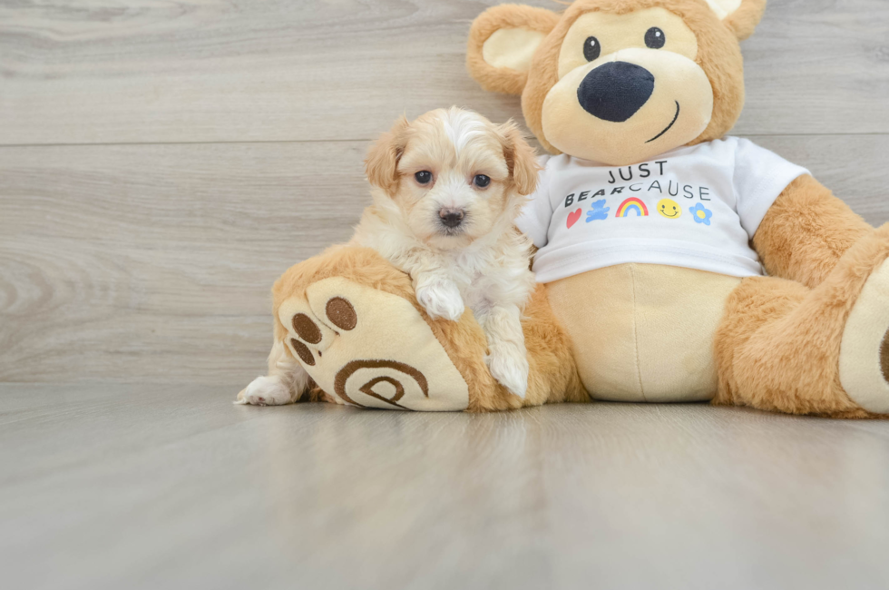 5 week old Maltipoo Puppy For Sale - Lone Star Pups