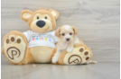 Maltipoo Puppy for Adoption