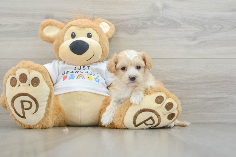 Maltipoo Puppy for Adoption