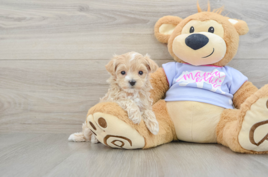Hypoallergenic Malt a Poo Poodle Mix Puppy
