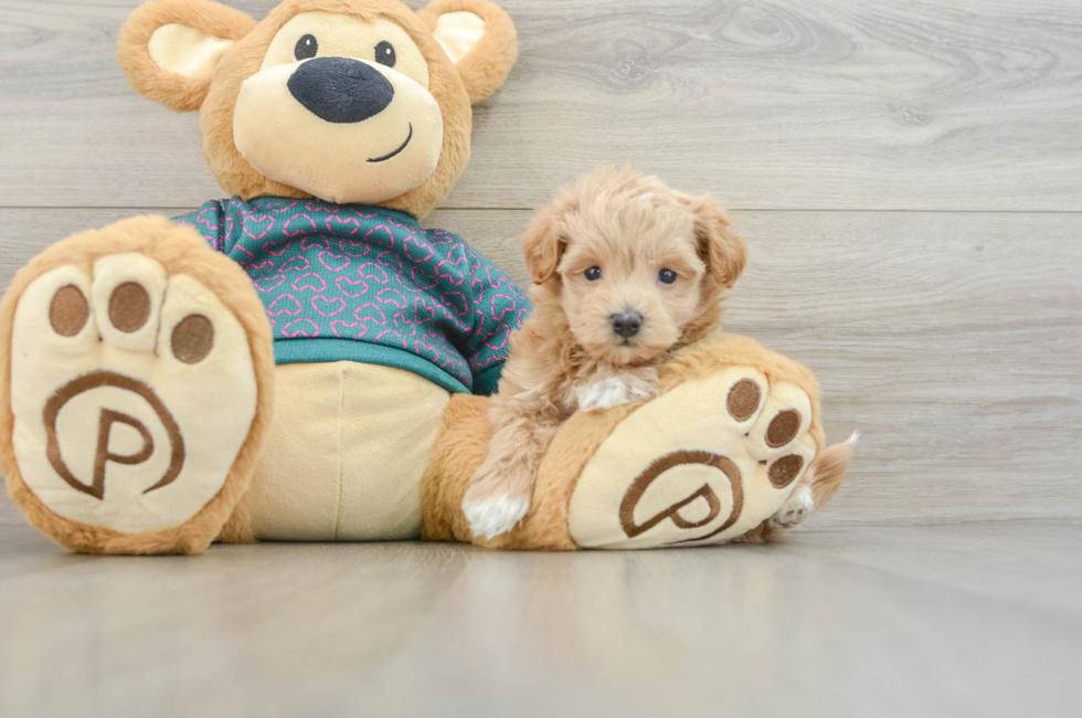 5 week old Maltipoo Puppy For Sale - Lone Star Pups