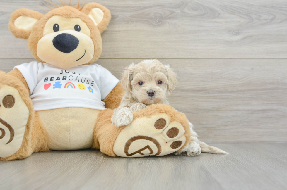 6 week old Maltipoo Puppy For Sale - Lone Star Pups