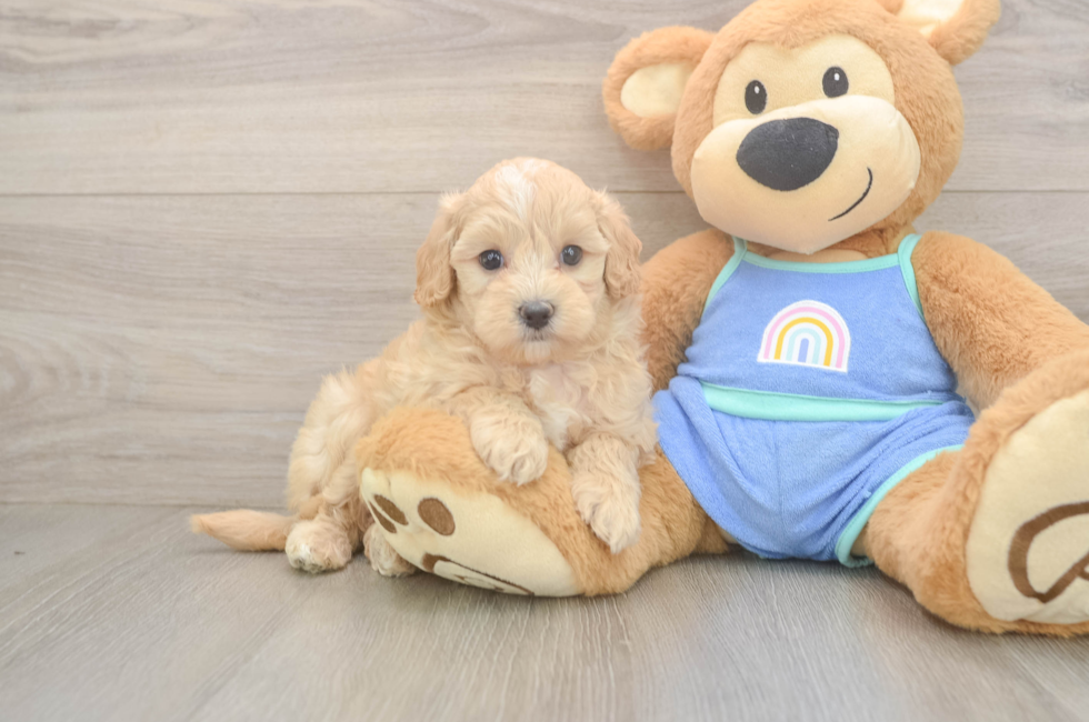 6 week old Maltipoo Puppy For Sale - Lone Star Pups