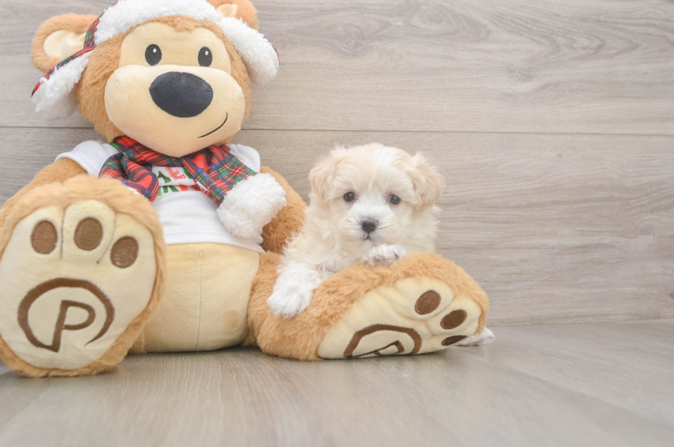 5 week old Maltipoo Puppy For Sale - Lone Star Pups